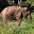ELEFANT SRI LANKA