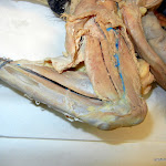sartorius.JPG