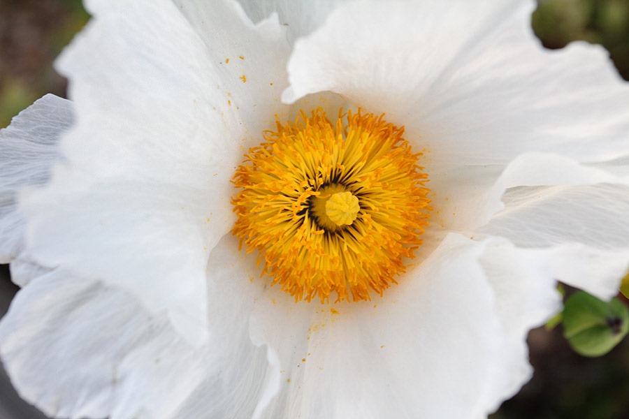 [110612_romneya_coulteri_13%255B2%255D.jpg]