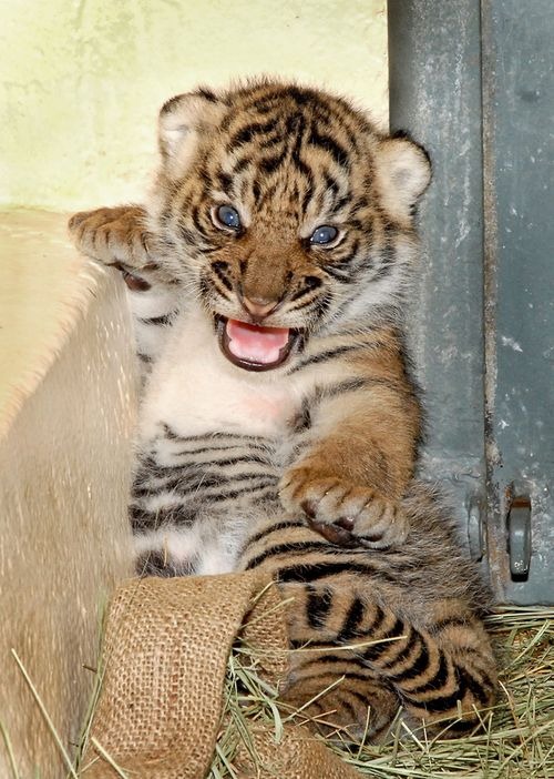 Sumatran Tiger Cubs 01