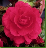 Begonia Dobrada Rosa Begonia Dobrada Rosa