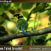 Long-Tailed-Broadbill06.jpg