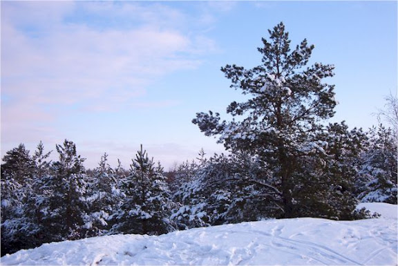Winter landscape view