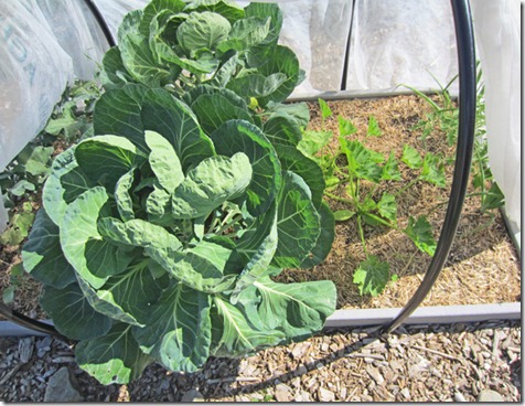 Brussels sprouts taking over the bed