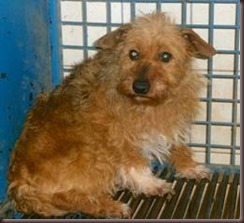Notfallhunde Hunde In Not Am 18 05 2013 Ungarn