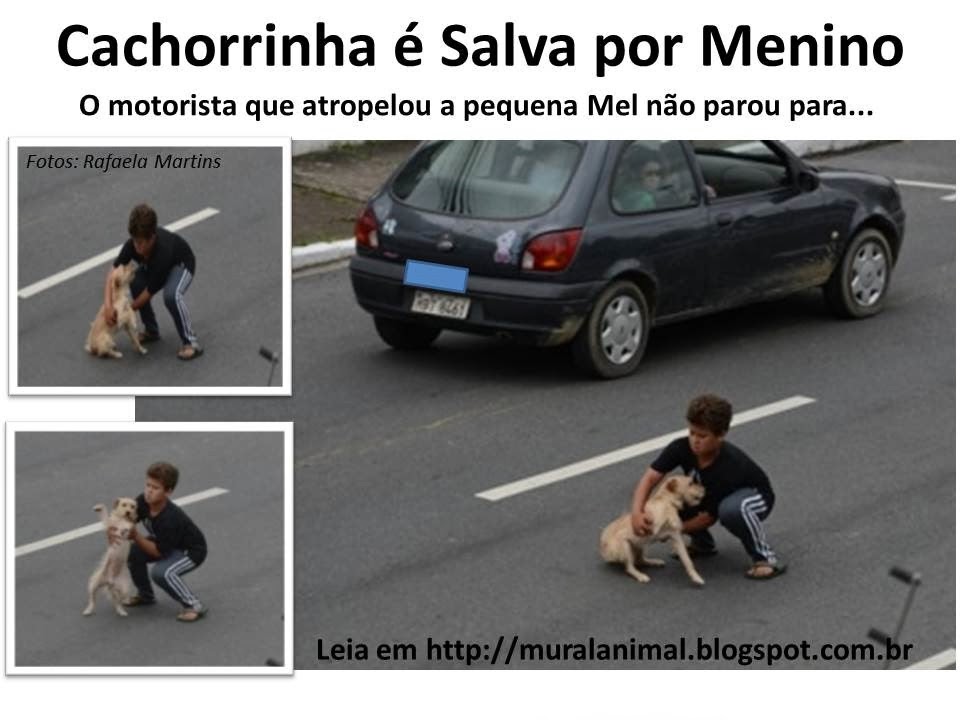 [Cachorrinha%2520%25C3%25A9%2520Salva%2520por%2520Menino%255B3%255D.jpg]