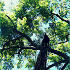 Jardim Bot&Atilde;&cent;nico da Ajuda