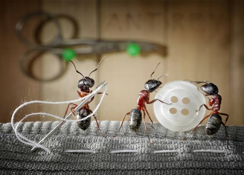 [Life-of-Ants-Andrey-Pavlov-30%255B2%255D.jpg]