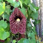 Dutchman's Vine