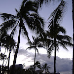 Palm trees on the beach at sunrise.