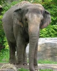 foto-elefante-asiatico
