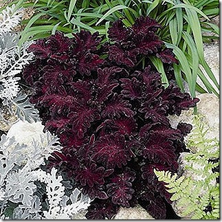 coleus_black_dragon_2