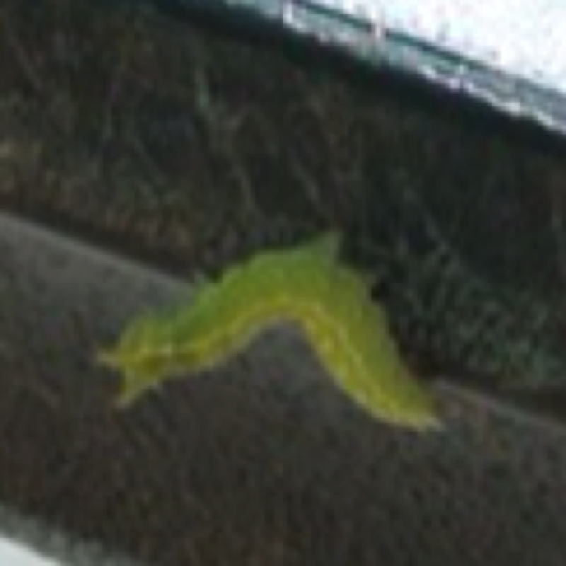 Hackberry Emperor Caterpillar