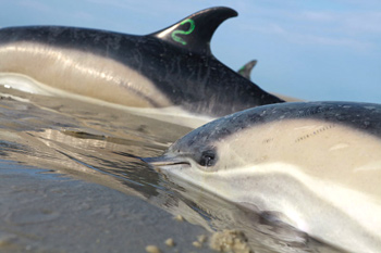 Two of the common dolphins rescued in Wellfleet, Massachusetts, USA, during the largest dolphin stranding on record in the Northeast U.S., 1 February 2012. IFAW