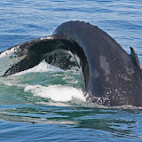 Humpback whale