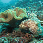 Sepia (Ferry channel, Padangbai, Bali)