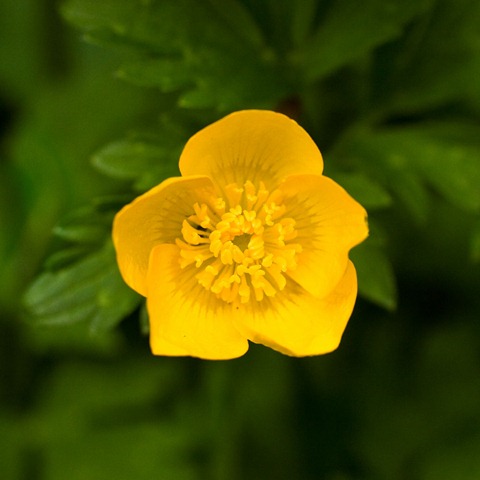 Buttercup