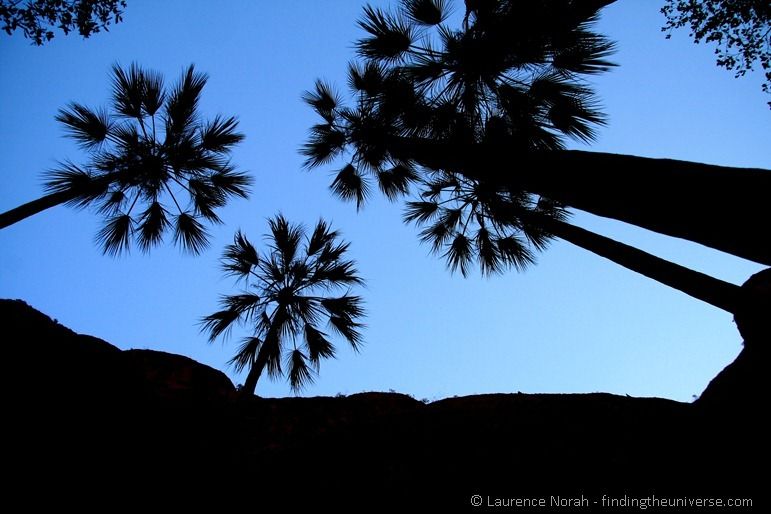 Palms - Echidnae Chasm - Australia Palms - Echidnae Chasm - Australia