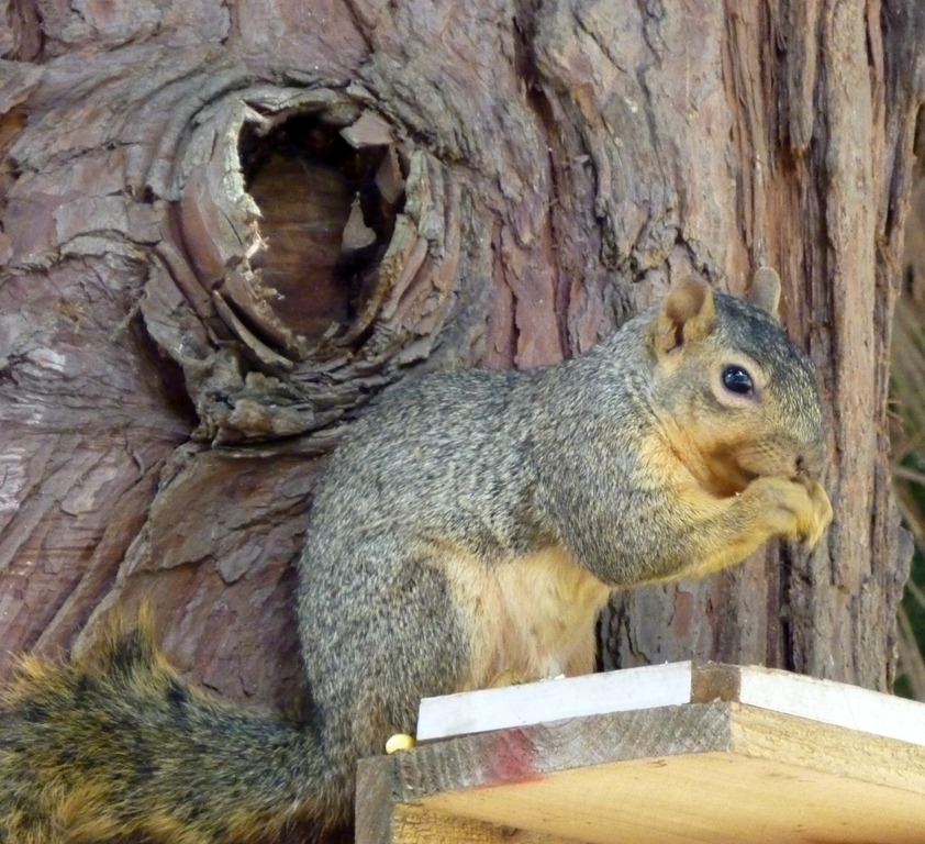 [squirrel%255B2%255D.jpg]