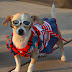 funny-dog2.jpg