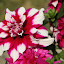 orchid_0052.JPG
