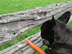 When it comes to donkeys and horses, Sharkey is the bold one.  I like to dole out carrots right here, on this side of the fence.  Here he comes.
