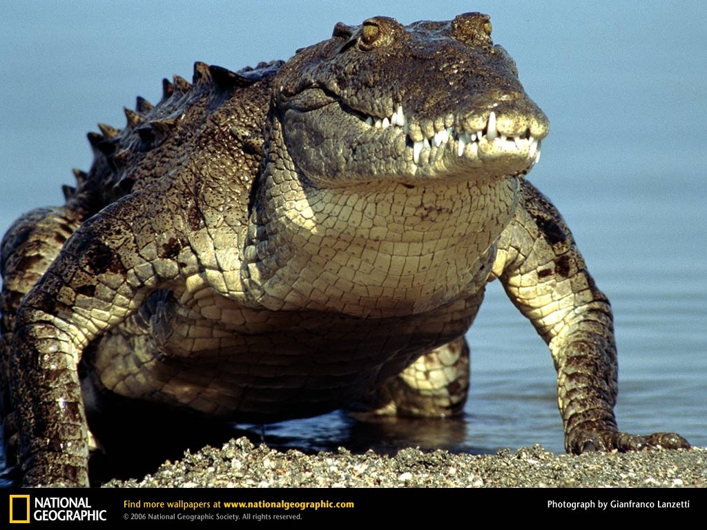 [american-crocodile-emerging-water%255B2%255D.jpg]