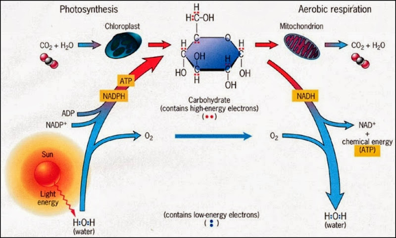 An overview of the energetics of photosynthesis and aerobic respiration