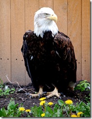 aviary59