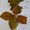 P1010007.JPG