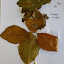 crea-hoeken : herfst