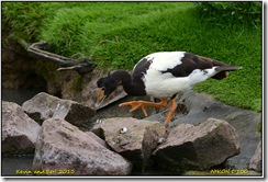 Slimbridge WWT - Rain