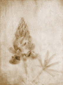 Lupin by Cherry Larcombe AFIAP DPAGB ARPS BPE3 Lupin by Cherry Larcombe AFIAP DPAGB ARPS BPE3