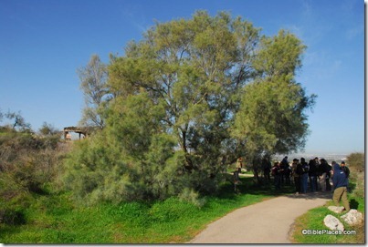 Tamarisk tree at Neot Kedumim, tb011012331