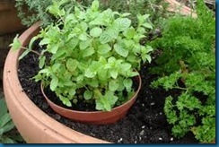 mint in container mint in container