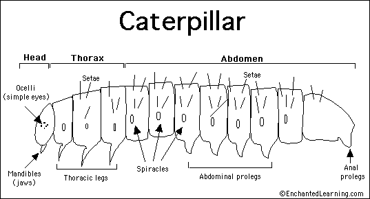 [CaterpillarAnatomyDrawing8.gif]