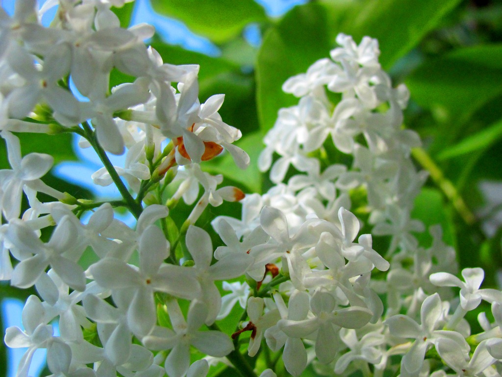 [white%2520flowers%255B10%255D.jpg]