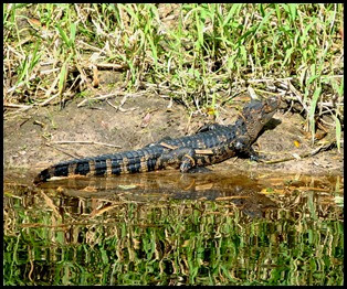 07b - Little Big Alligator