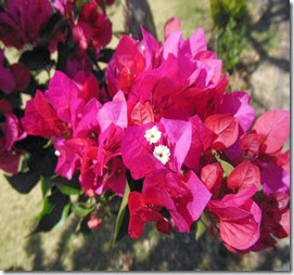 close up pink bougan close up pink bougan
