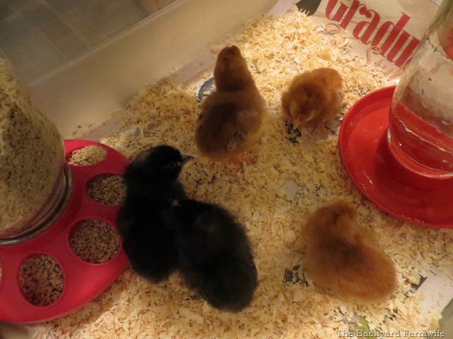 [BBC%2520chicks%252003%255B13%255D.jpg]