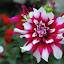 orchid_0055.JPG