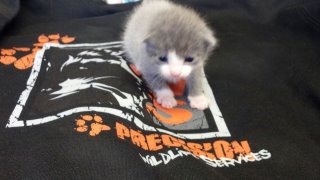[greykitten%255B8%255D.jpg]