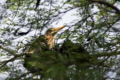 Baby Green Heron BSP 3 Baby Green Heron BSP 3