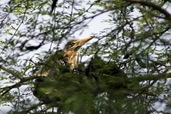 Baby Green Heron BSP 3