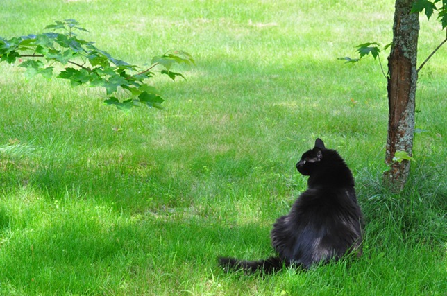 garden_chanelle