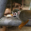 Orangutan Island 115.JPG