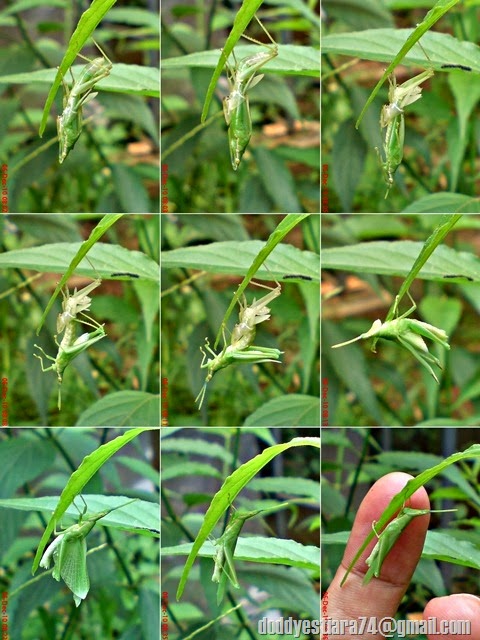 A male Atractomorpha crenulata grasshopper nymph were in molting process to become an adult grasshopper