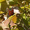 Viceroy