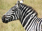 Masai Mara