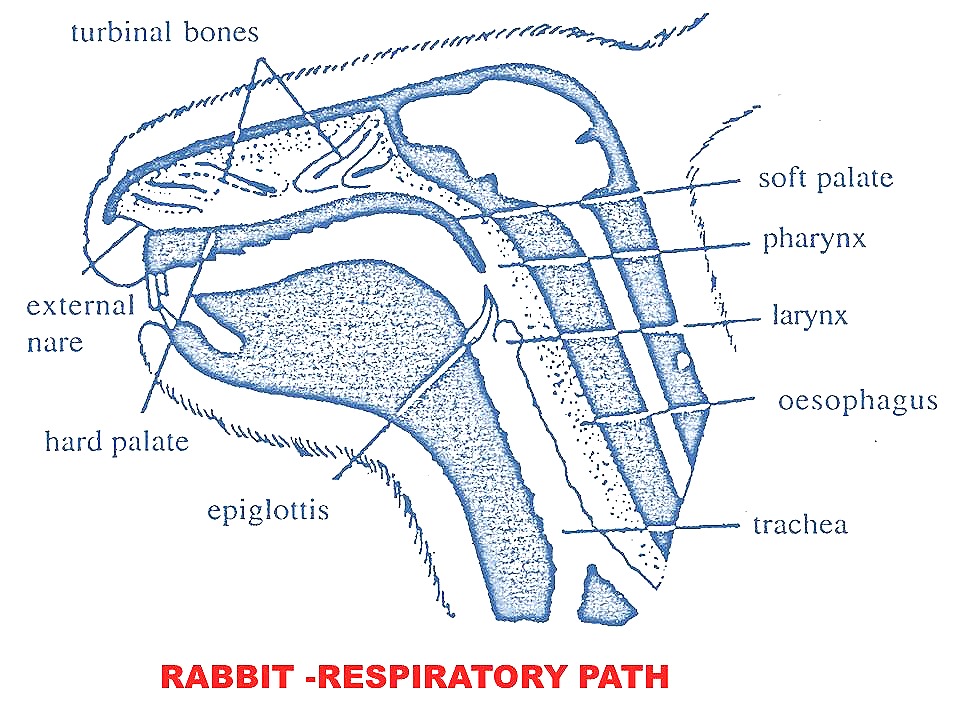 [rabbit-respiration-nose%255B9%255D.jpg]